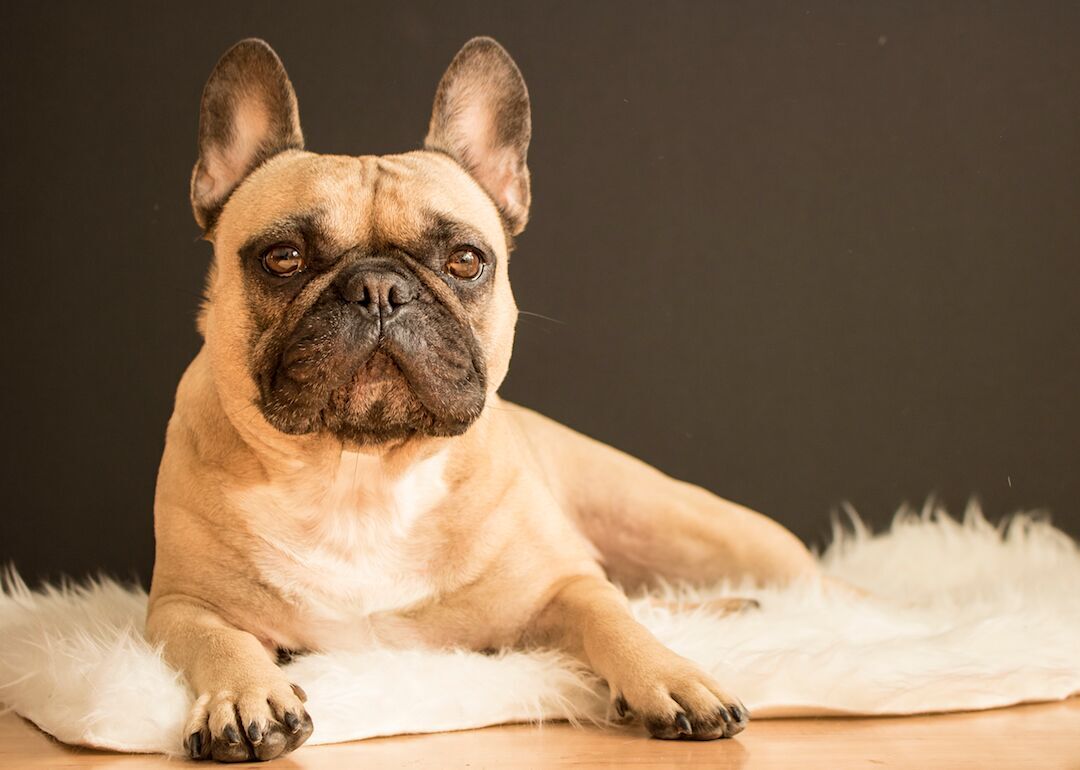 #1. French bulldogs